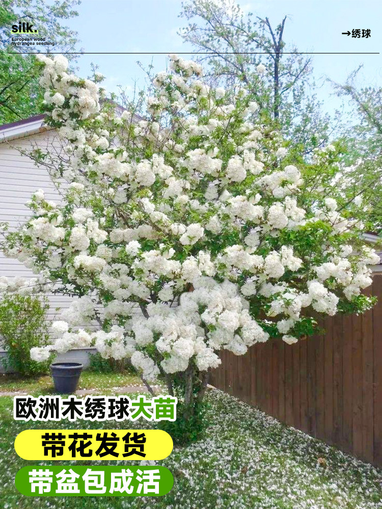 欧洲木绣球花苗盆栽带花中华木绣球玫瑰老桩树苗四季阳台庭院花卉