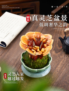 灵芝苔藓球盆景摆件真灵芝活苗盆栽室内桌面四季客厅绿植物好养活