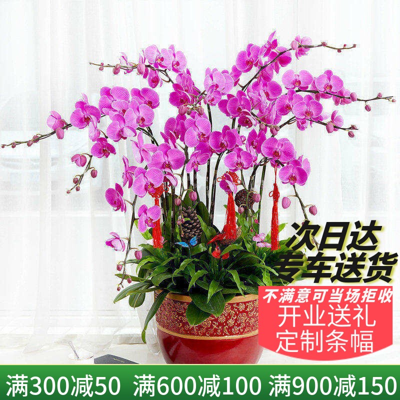 梦邦高档紫色蝴蝶兰盆栽带花剑开业送礼前台室内植物年宵花卉同城