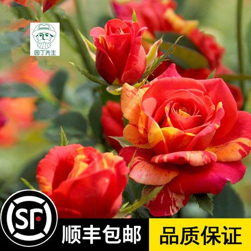 欧月灌木戏法柯德娜月季花 大花月季 微型月季花条纹勤花抗病性强