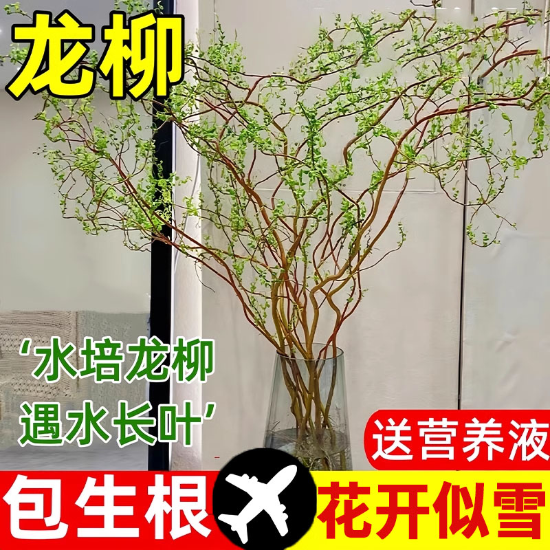 龙柳鲜枝水培植物枯木逢春国风绿植物花卉室内盆栽好养活干支雪柳