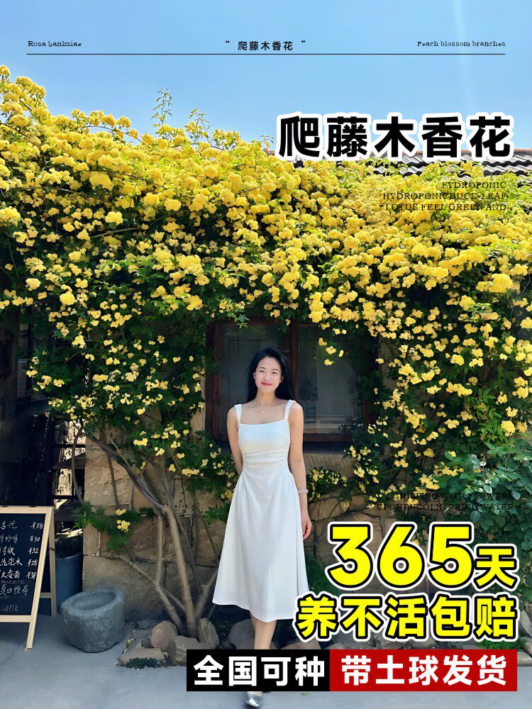 黄木香四季爬藤植物开花无刺庭院爬墙月季黄白木香花树苗花卉盆栽