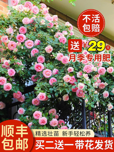 1米8大苗蔷薇花苗藤本月季爬藤植物庭院四季开花卉室内外盆栽玫瑰