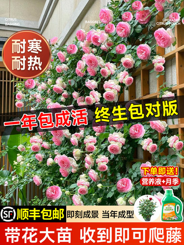 1米8母系大苗蔷薇花苗爬藤植物树墙微藤本月季四季盆栽开花卉玫瑰