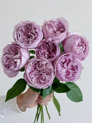 重启月季花大苗盆栽又叫帕里蒂尔重生蓝紫色浓香四季阳台花园植物