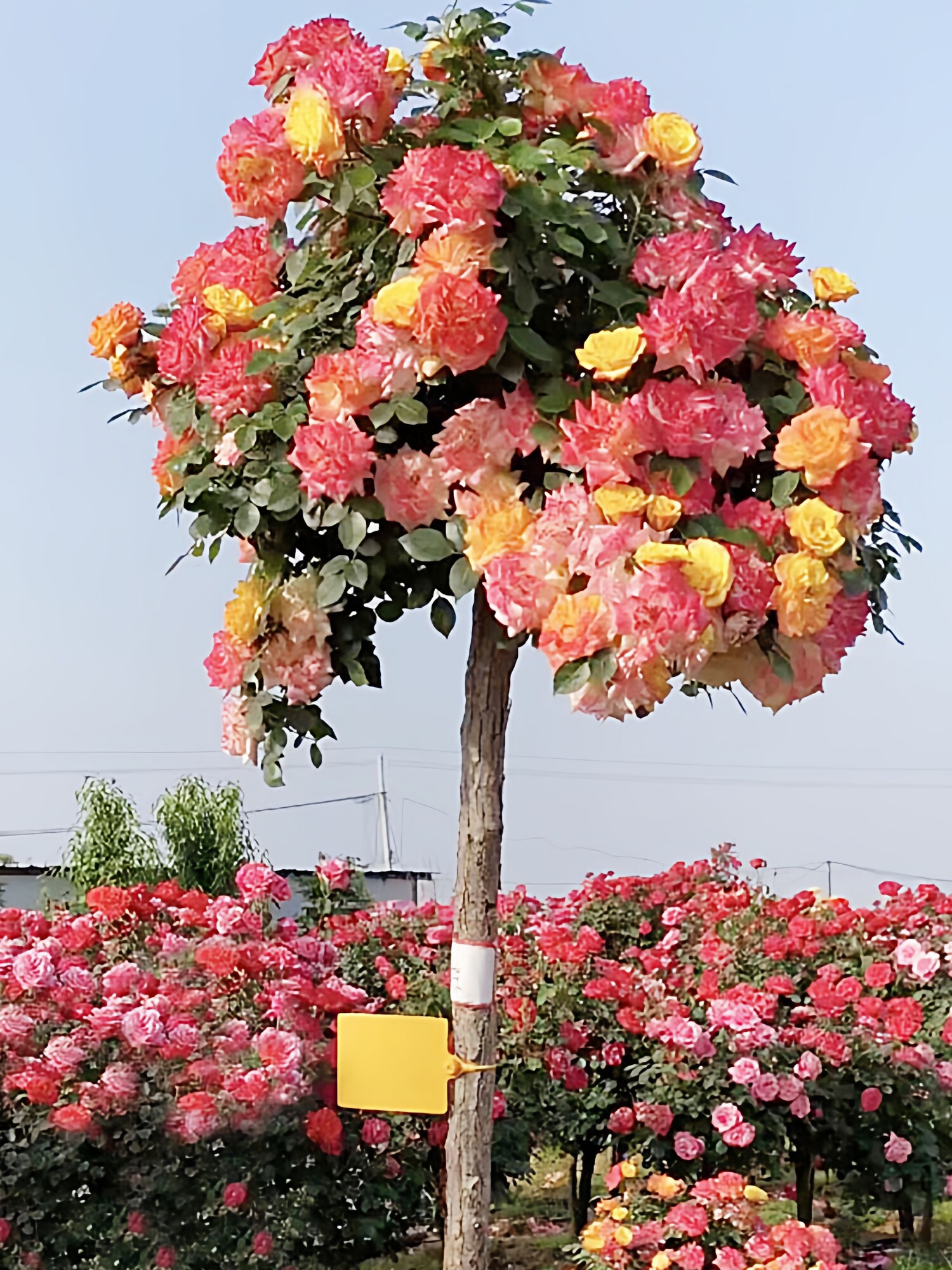 藤彩虹棒棒糖树桩月季苗玫瑰花树苗盆栽四季阳台庭院浓香花卉植物