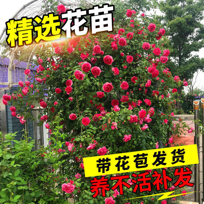 蔷薇花苗藤本月季爬藤植物庭院阳台玫瑰花苗盆栽花卉浓香四季开花