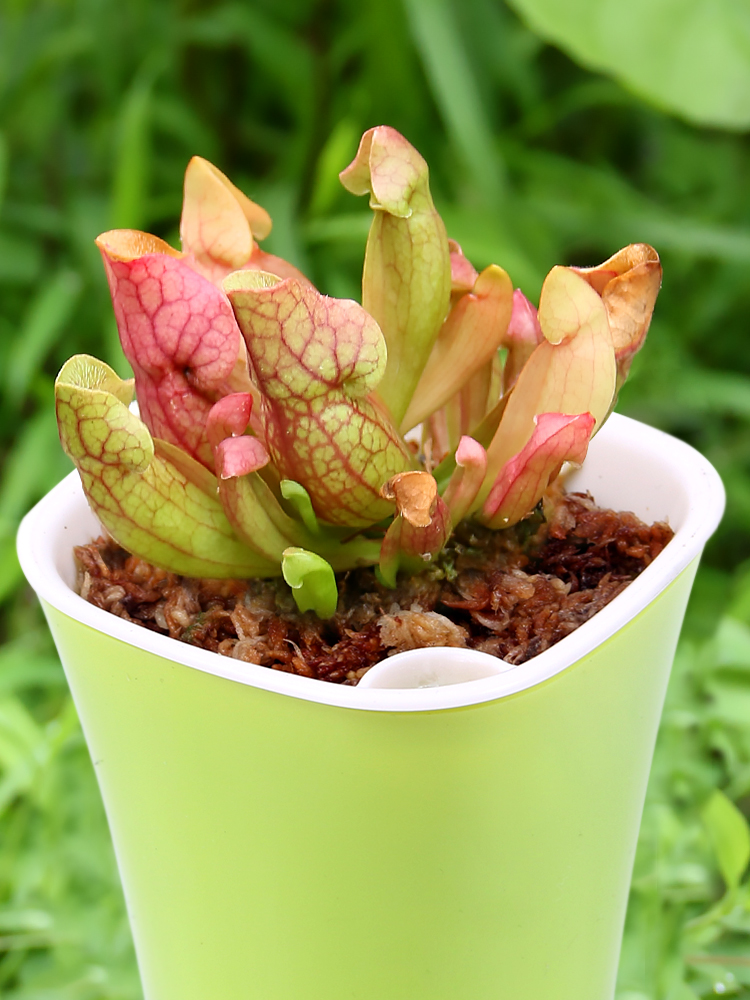 瓶子草食虫植物捕蝇草驱蚊草捕虫草食人花吃人花超大室内绿植盆栽