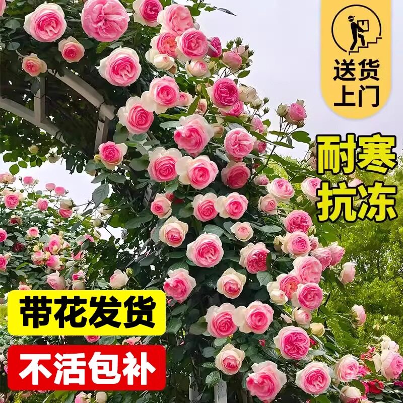 特大母本蔷薇花苗爬藤四季开花藤本月季耐寒植物室外花卉玫瑰盆栽
