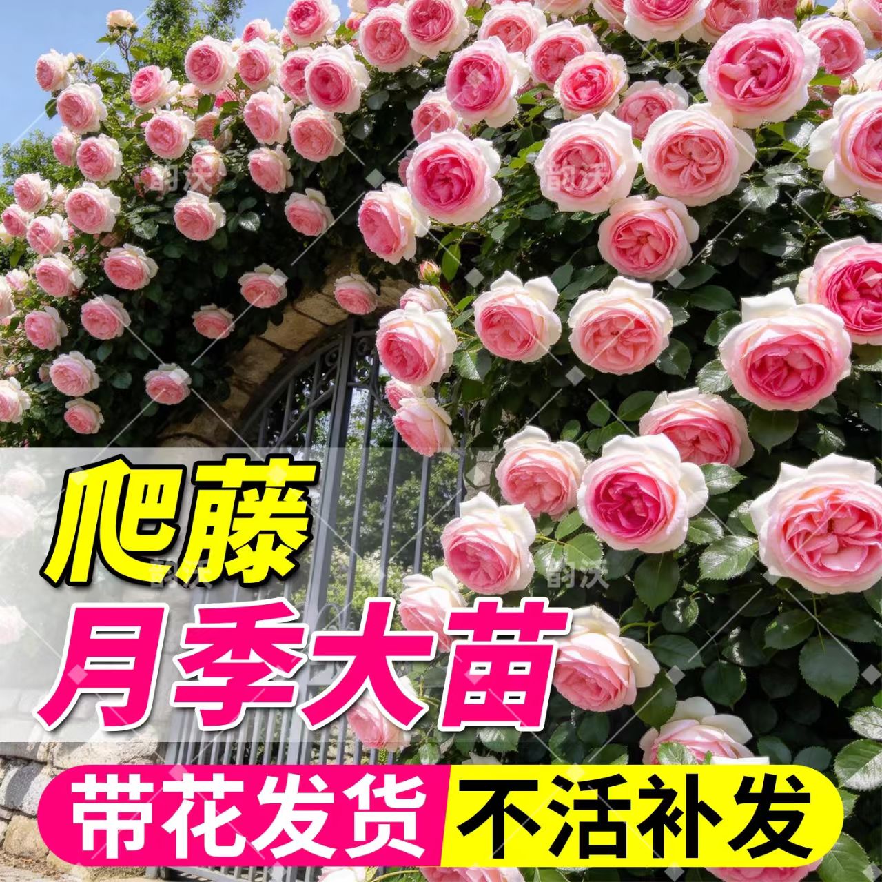 爬藤月季四季浓香型大苗庭院开花老桩蔷薇花苗粉龙沙宝石花卉植物