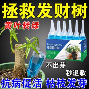 发财树植物再生剂浓缩营养液复活液肥盆栽肥料专用防黄叶枯叶烂根