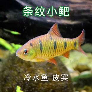 条纹小鲃 冷水鱼 皮实观赏鱼原生鱼淡水小型活体鱼苗兼济莲花恍恍
