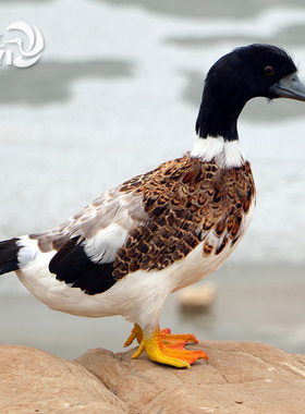 仿真羽毛鸭子绿头鸭秋沙鸭摆件橱窗装饰摄影道具教学工艺动物模型