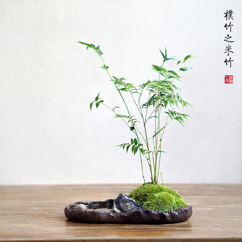 米竹盆景凤尾竹子盆栽苔藓新中式粗陶日式小绿植办公桌茶桌面室内