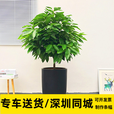 深圳直送平安树肉桂室内常绿大型植物盆栽开业乔迁吸甲醛耐旱好养
