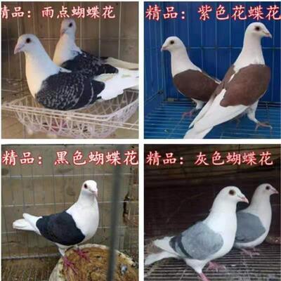 蝴蝶背信鸽观赏鸽彩背鸽子赛鸽活体蝴蝶花种鸽异色鸽子一对包邮