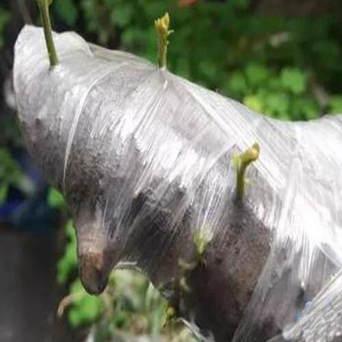 保鲜膜缠绕膜植物嫁接专用保湿生