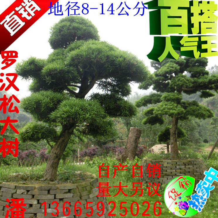 罗汉松大树罗汉松树苗 造型罗汉松 精品罗汉松树桩盆景迎客松包邮