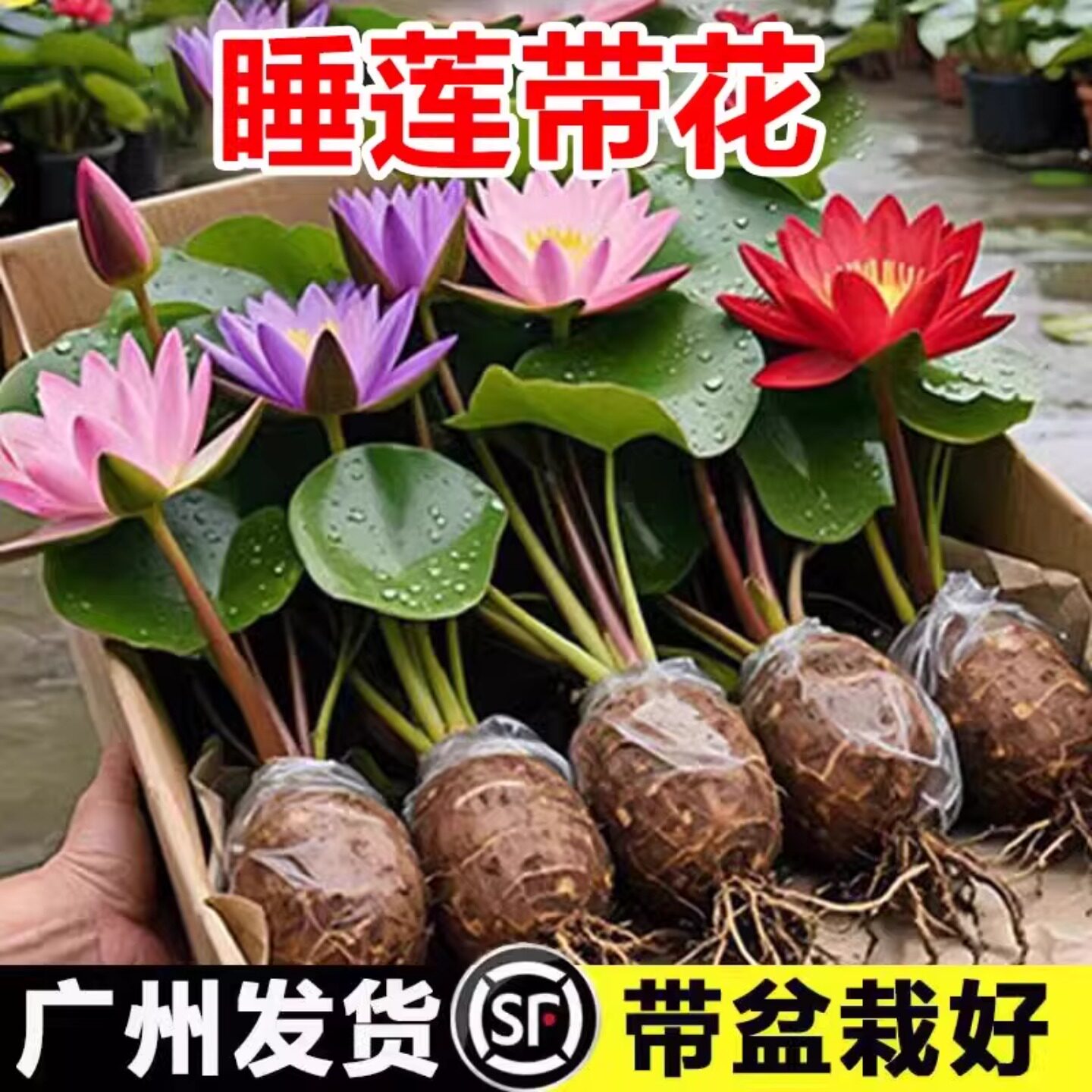 睡莲带花苞水培植物荷花莲藕跟块碗莲庭院水池塘四季好养水生花卉