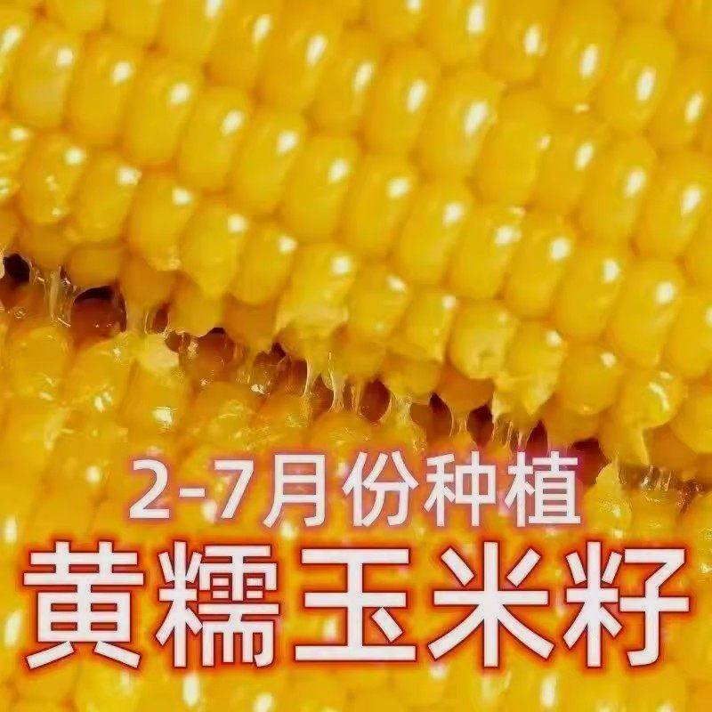 非转基因粘玉米甜玉米春季蔬菜种子香甜黄糯玉米种子黄玉米糯玉米