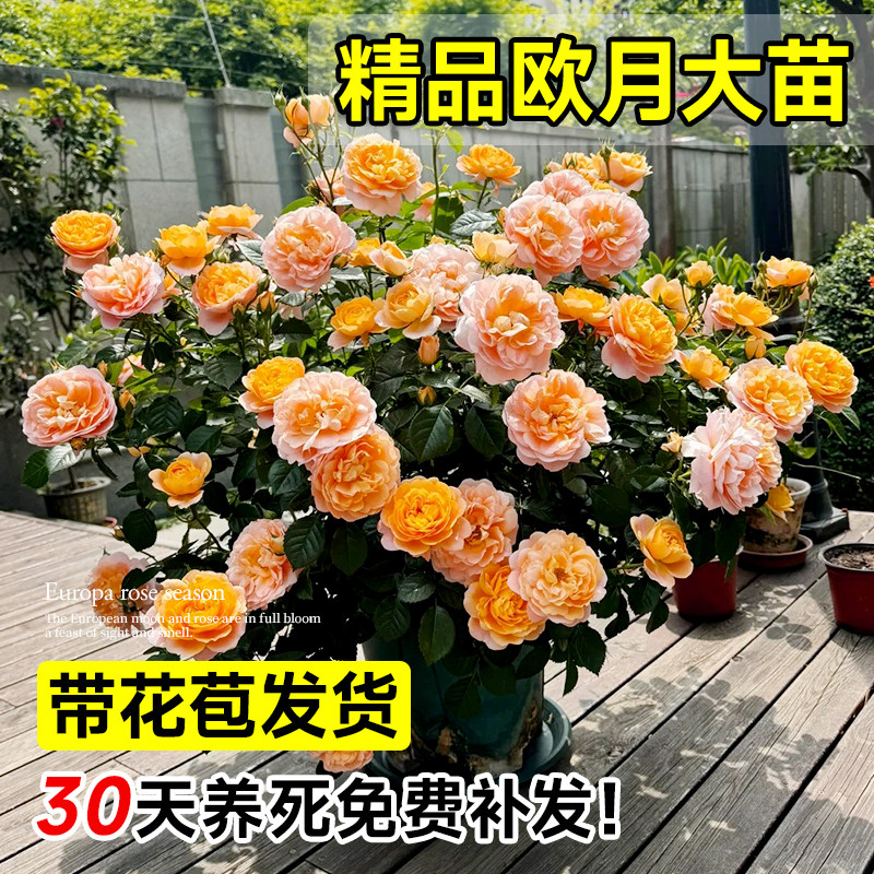 四季果汁阳台月季盆栽花苗特大花开花卉玫瑰带花苞阳台植物红果汁