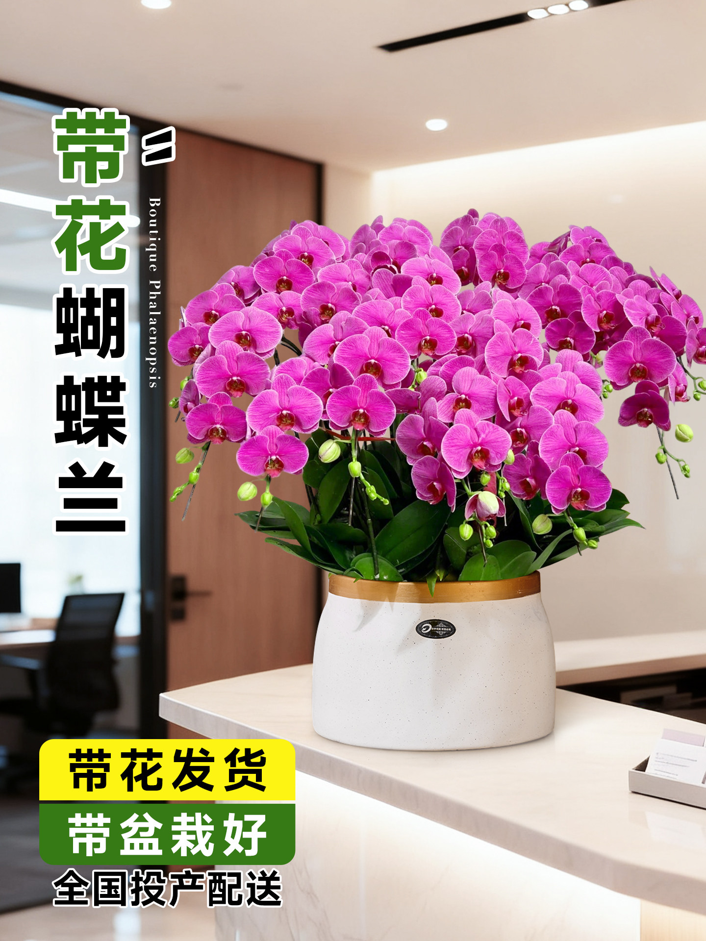 蝴蝶兰带花盆栽客厅摆放花卉年宵花组盆鲜花大白高端装饰名贵小苗