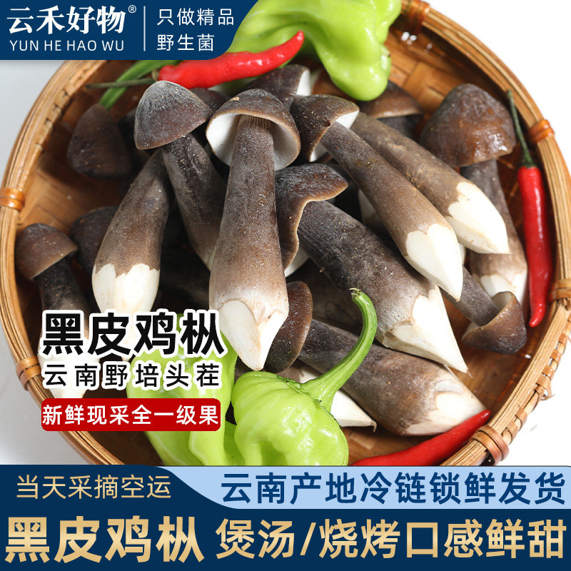 全一级果云南特产黑皮鸡纵菌新鲜黑鸡众菌半野生煲汤蘑菇菌菇500g