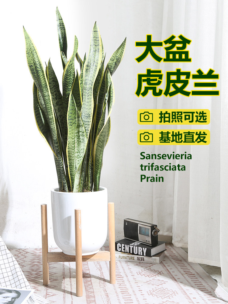 虎皮兰植物客厅大盆栽新房室内大型植物办公室花卉金边虎尾兰四季