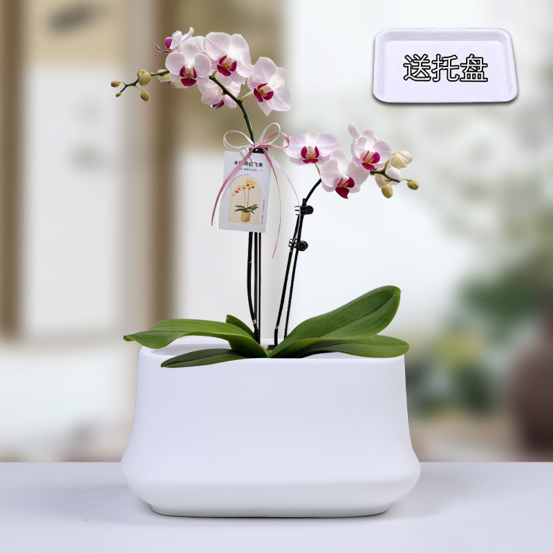 花盆长方形陶瓷带托盘北欧现代家居大号白色盆蝴蝶兰多肉绿植盆栽