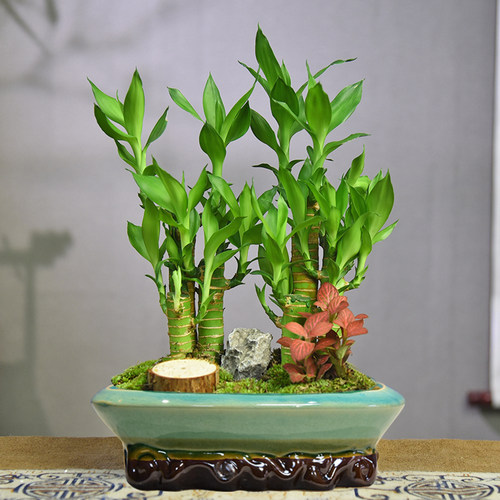 双拼富贵竹盆栽节节高室内中式盆景桌面装饰植物四季常青好养礼品