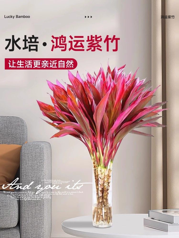 新疆包邮紫竹鸿运当头富贵竹水培植物粗杆带根客厅招财竹子室内好