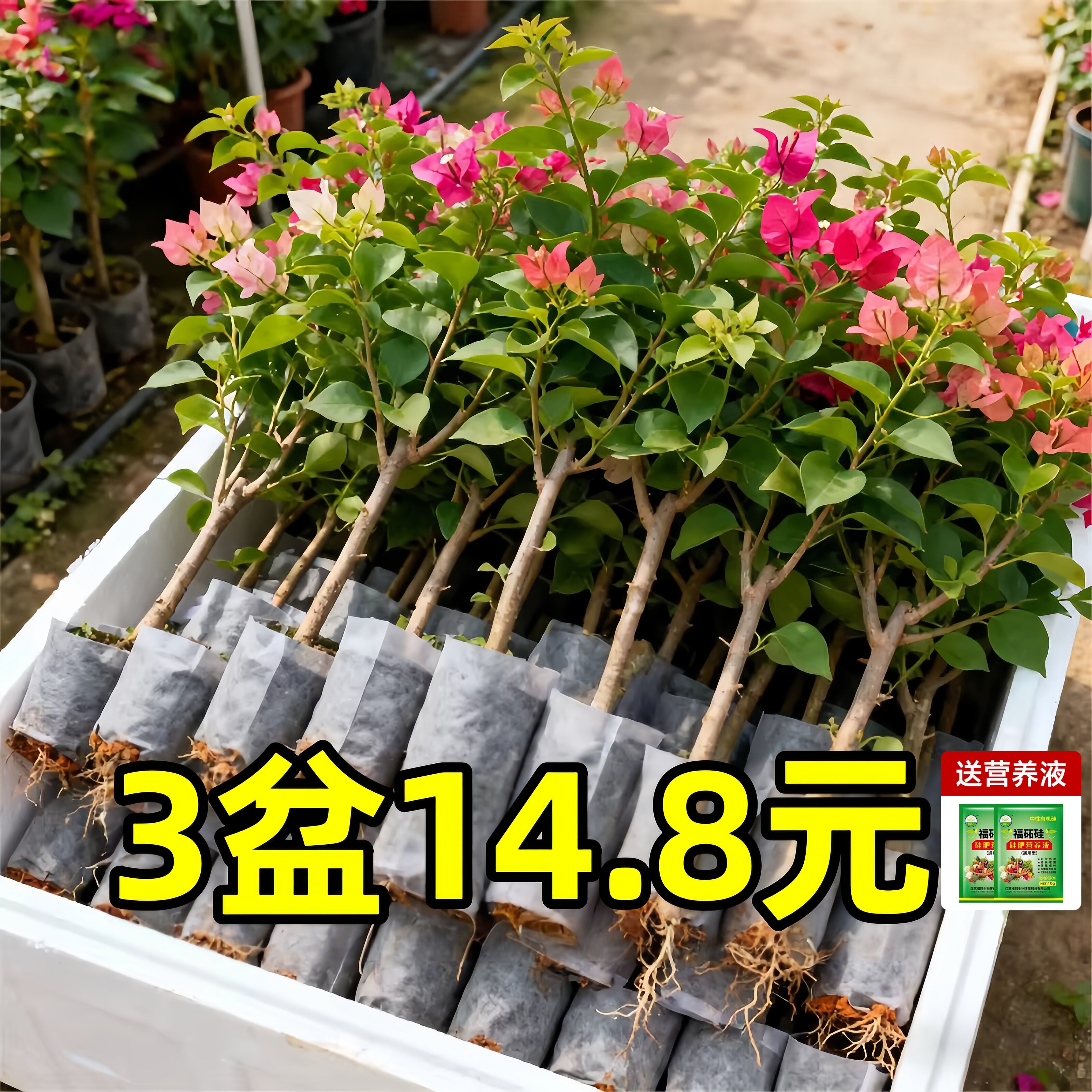 重瓣三角梅盆栽带花老桩小苗室内外爬藤植物红梅花卉四季多季开花