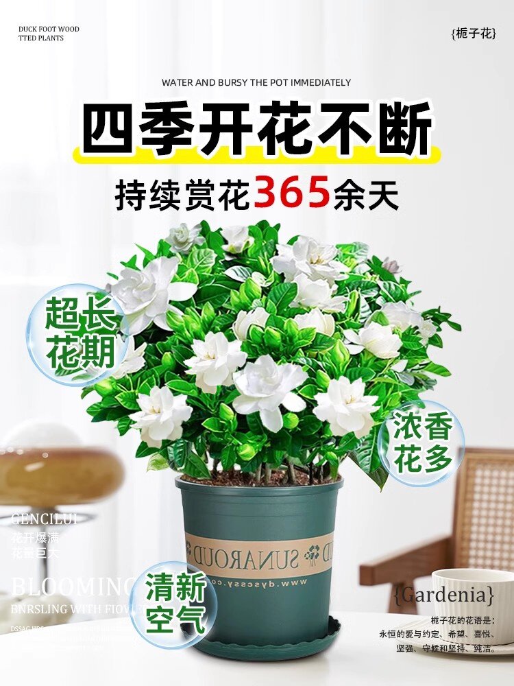 新疆包邮栀子花盆栽花卉绿植室内四季开花水培植物茉莉花清香木金