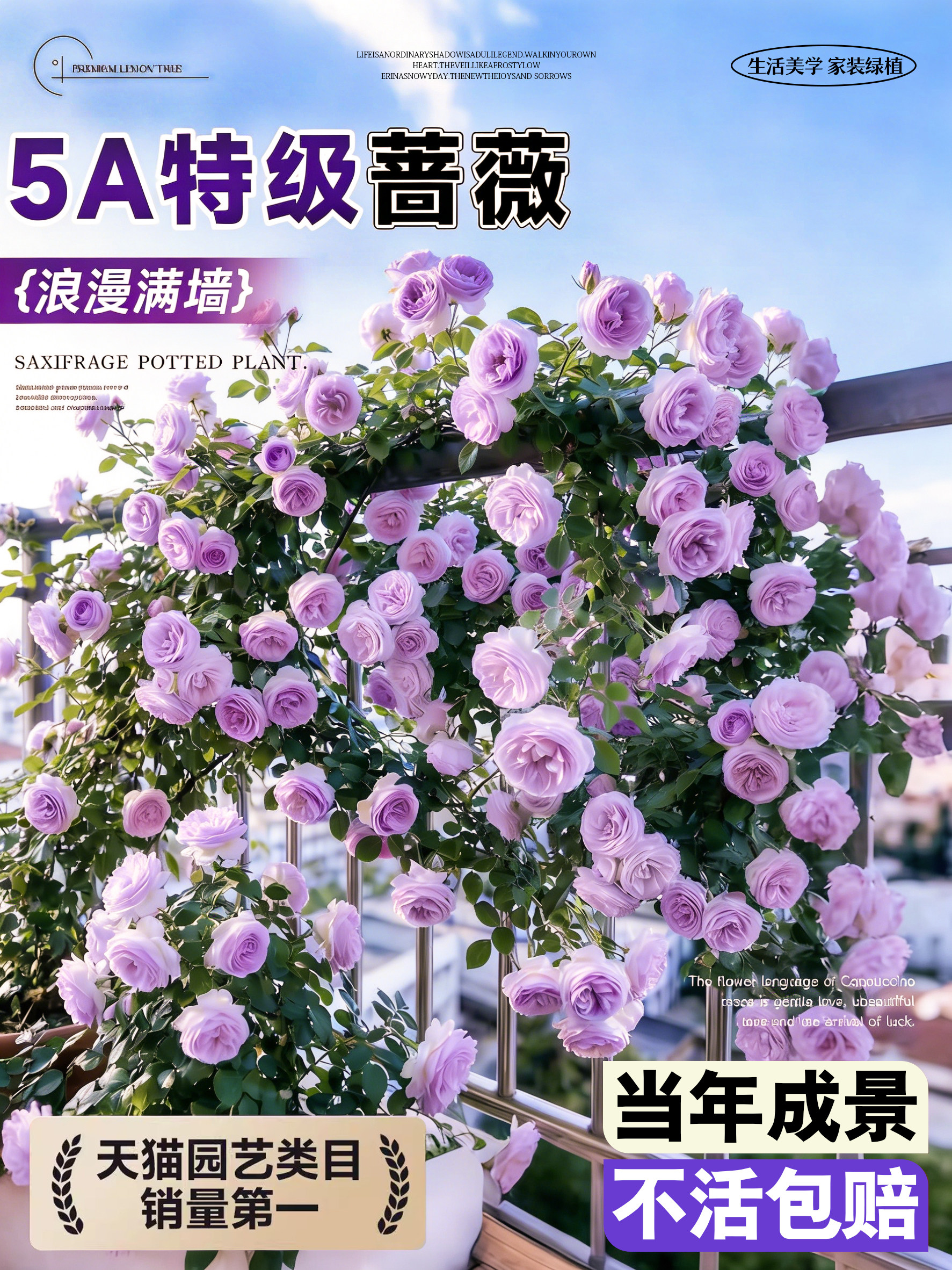 蔷薇花树苗爬藤特大号月季四季开花大苗庭院植物阳台花卉玫瑰盆栽