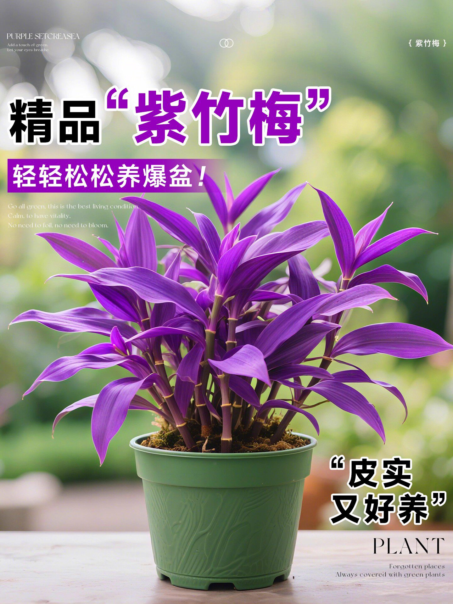 新疆包邮紫竹梅盆栽水培植物室内好养四季花卉绿植紫罗吊兰办公室