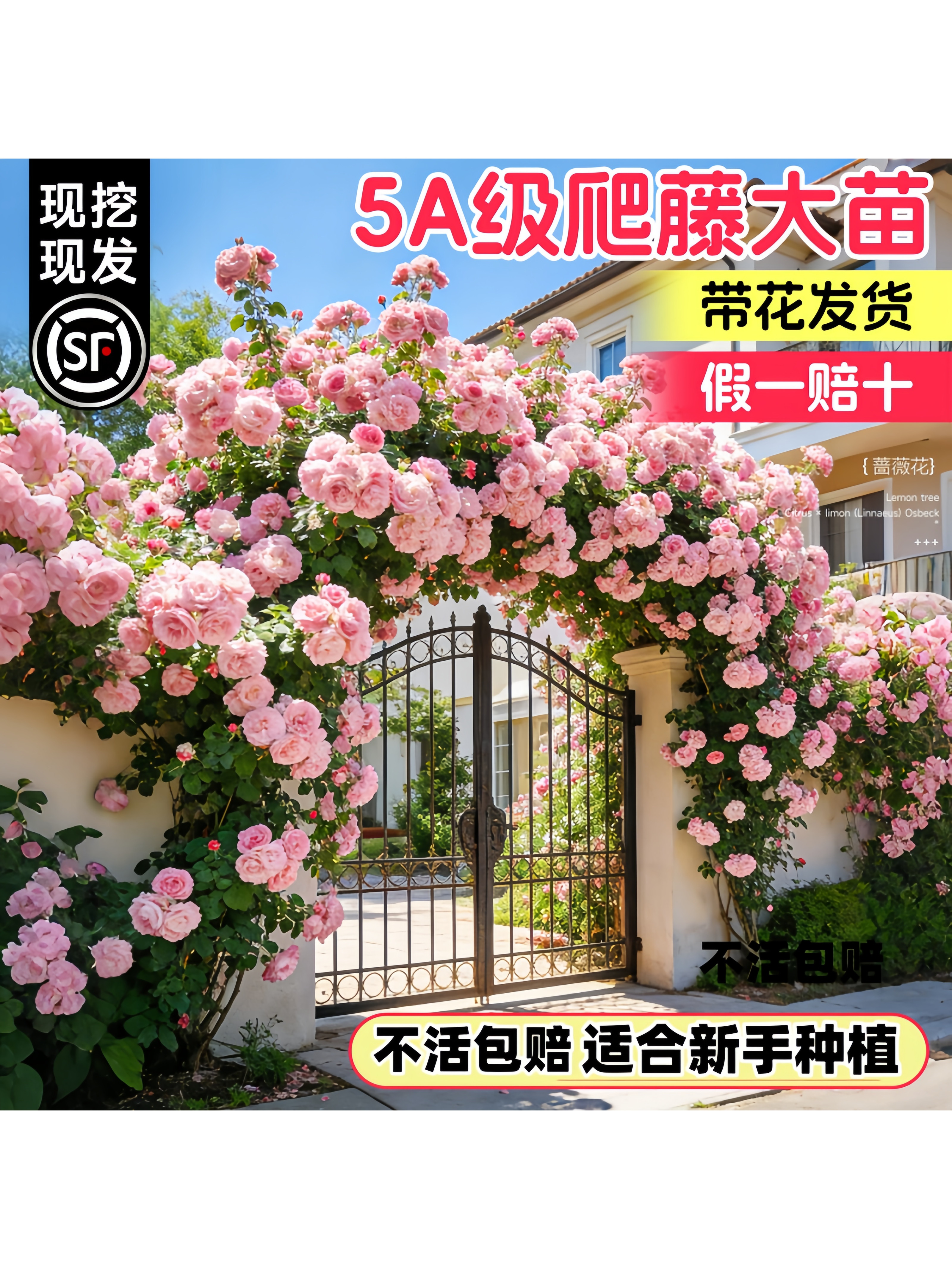 蔷薇花苗藤本月季花树大苗庭院爬藤植物阳台花卉爬墙玫瑰耐寒盆栽