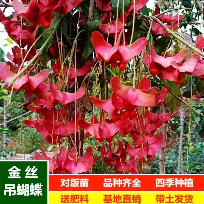 带花金丝吊蝴蝶树苗花卉盆栽金钱吊蝴蝶兰树桩大花带盆景庭院绿植
