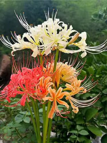 彼岸花曼珠沙华大种球浓香盆栽