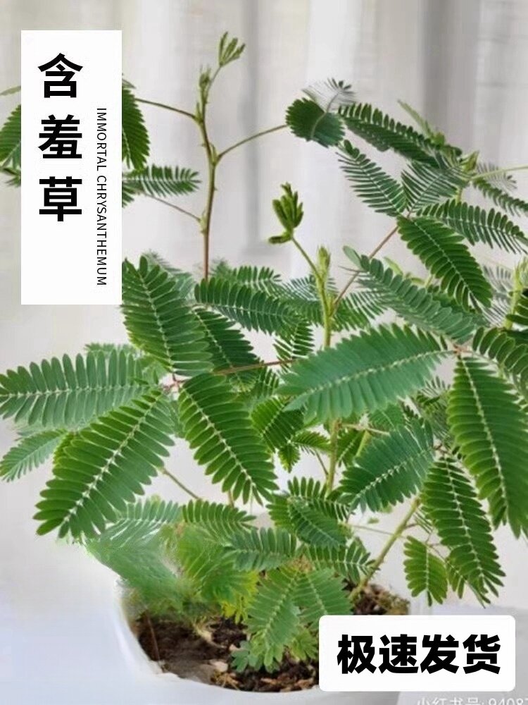 新疆包邮幼儿园植物小盆栽含羞草桌面绿植