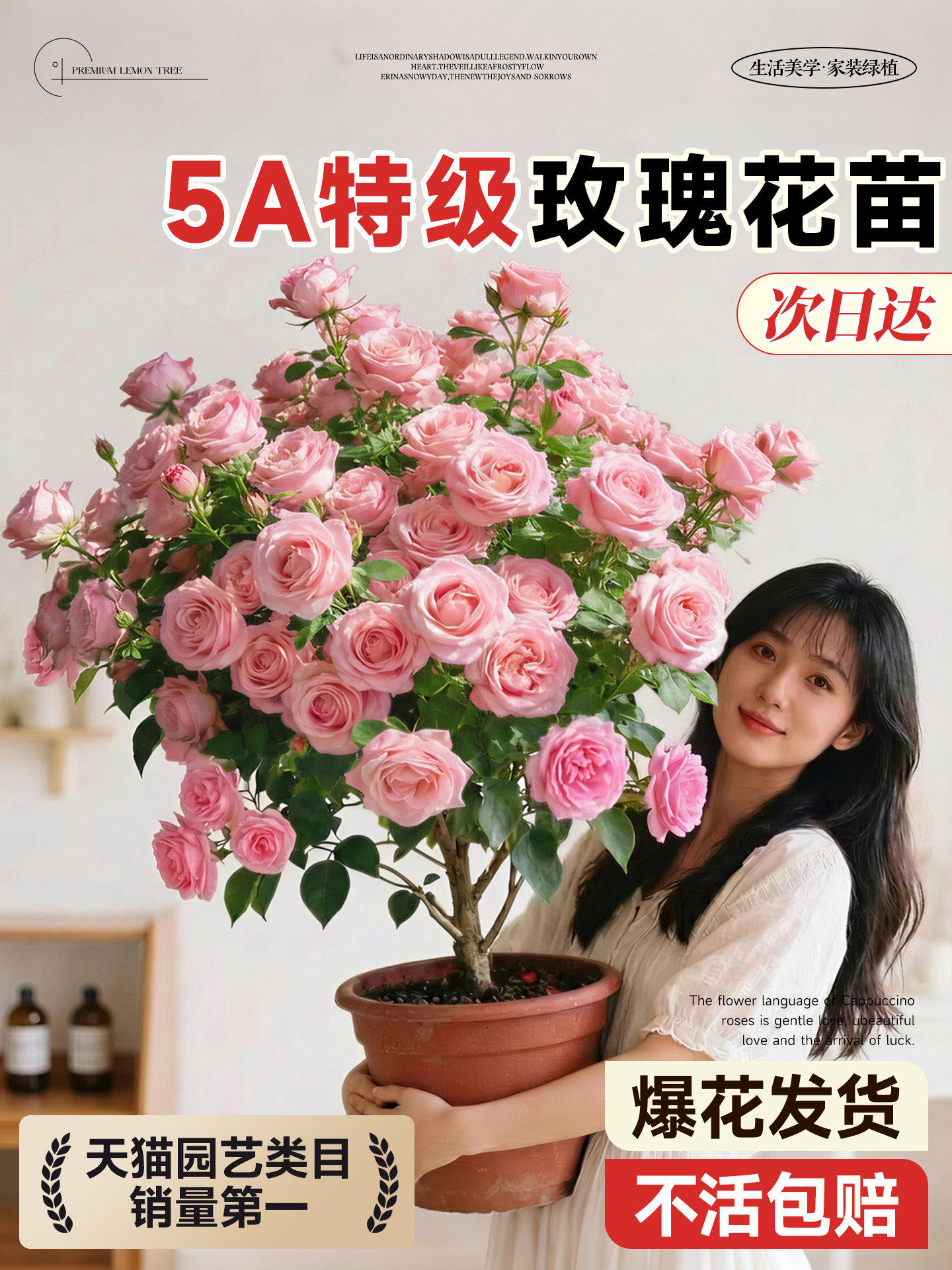 玫瑰花树苗花卉绿植带花发货月季花苗大花带花苞果汁阳台老桩盆栽