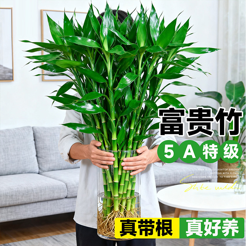 富贵竹水培植物粗杆带根水养绿植室内客厅水生招财转运竹子好养活