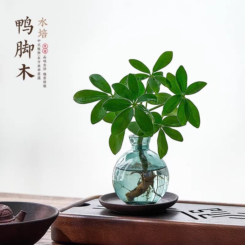 懒人水培鸭脚木植物室内好养桌面盆栽办公室绿植八方来财净化空气