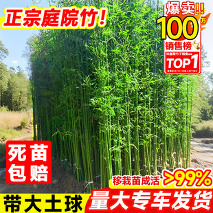 竹子苗庭院四季耐寒植物观赏大型竹子盆栽紫竹苗黄金竹罗汉竹绿植
