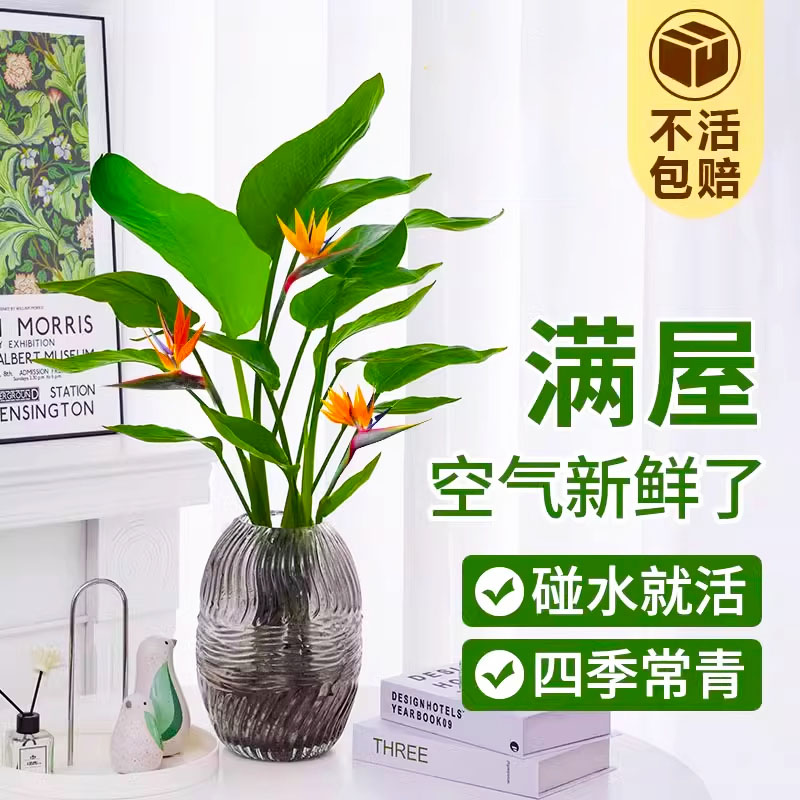 水培天堂鸟植物盆栽花卉客厅室内桌面绿植鹤望兰吸收甲醛四季好养