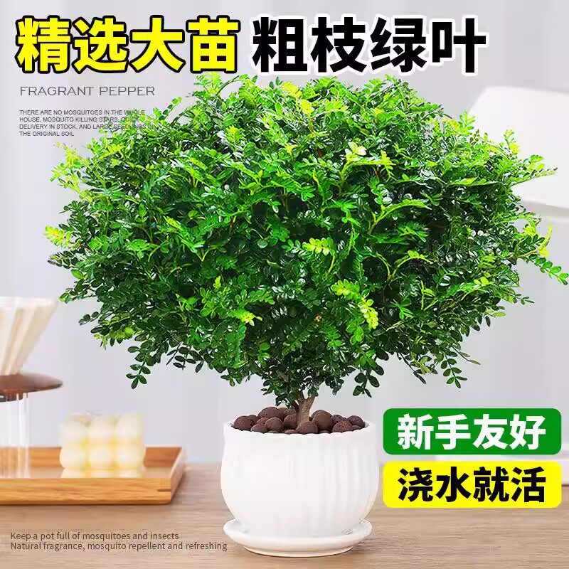 正宗清香胡椒木盆栽花卉室内老桩驱蚊草植物盆景蛋糕装饰绿植好养