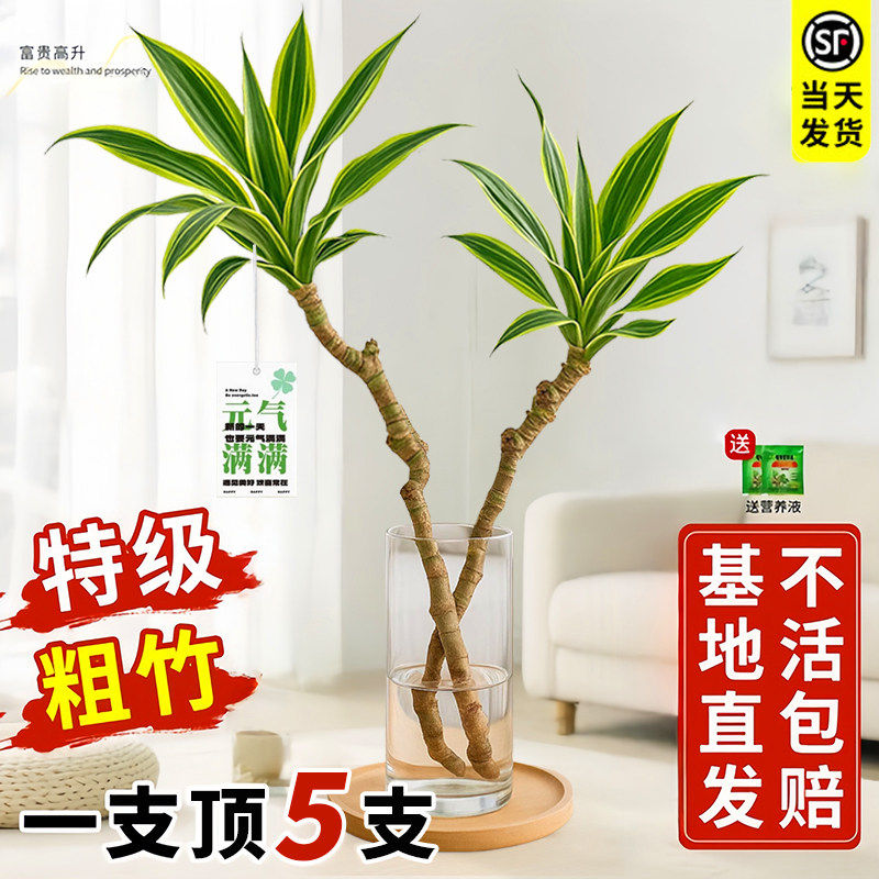 美人桩巴西铁水培水养室内绿植客厅高端植物盆栽四季常青好养易活
