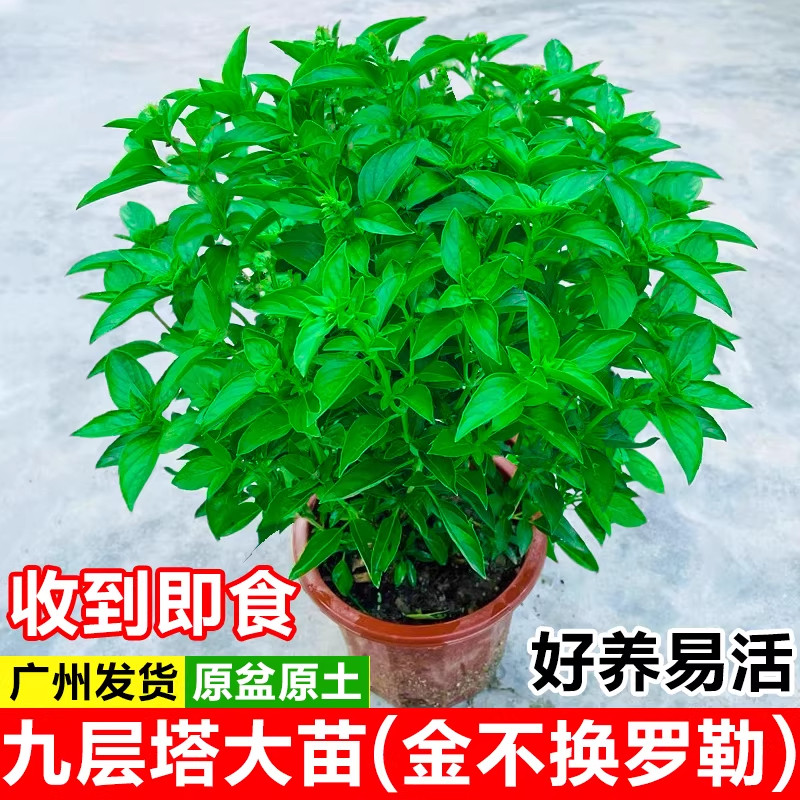 九层塔盆栽可食用新鲜罗勒叶金不换香料香草大苗室内外薄荷绿植物