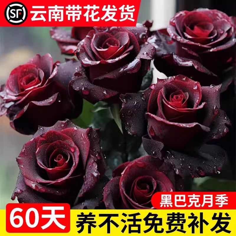 黑巴克玫瑰花树苗老桩月季花苗带花苞室内阳台特大号盆栽