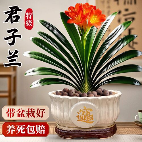 特大号君子兰盆栽名贵国宝级年宵花卉带花苞室内植物书房四季好养