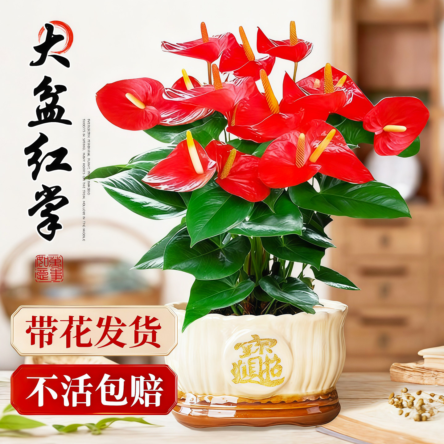 红掌盆栽带花大叶大花旺宅植物易活四季开花卉绿植物室内好养客厅